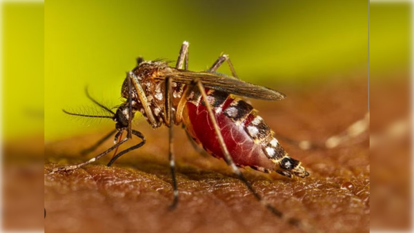Tristeza: bebé muere presuntamente por causa del chikungunya