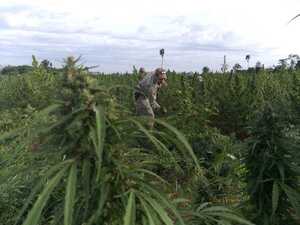 Empresas de Paraguay y EEUU establecen la mayor alianza para exportar productos derivados del cáñamo - Revista PLUS