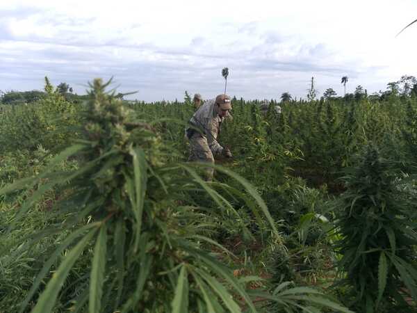 Empresas de Paraguay y EEUU establecen la mayor alianza para exportar productos derivados del cáñamo - Revista PLUS