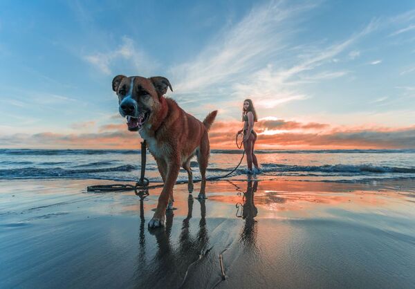 Vacaciones junto a tu mascota, ¿qué necesitas para viajar con ellos?