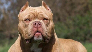 Niña de 3 años es atacada por un pitbull en Presidente Franco