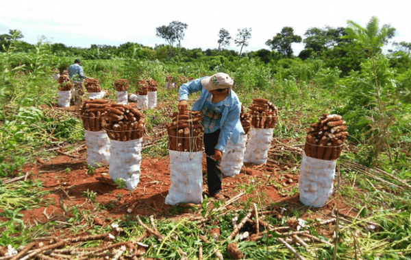 Producción de mandioca en las fincas de feriantes se recupera lentamente - La Clave