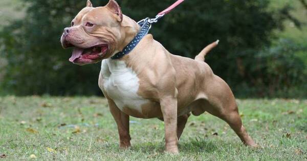 La Nación / Niña de 3 años fue mordida por Pitbull y está internada con buena evolución