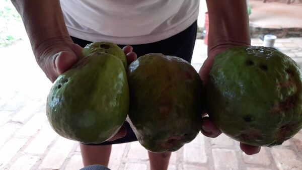 Cultivó guayabas que pesan medio kilo