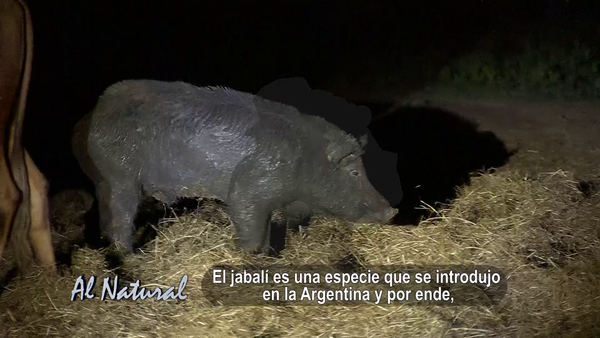 SNT Al Natural: Animales exóticos en el Paraguay II - SNT
