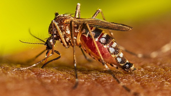 ALERTA POR COMPORTAMIENTO ATÍPICO DEL CHIKUNGUNYA - Itapúa Noticias