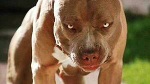 Un pitbull atacó a una peque y la dejó con cortes importantes en la cabeza