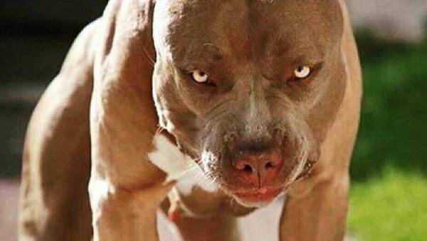 Un pitbull atacó a una peque y la dejó con cortes importantes en la cabeza
