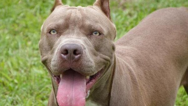 Niña de 3 años es atacada por un pitbull en Presidente Franco - Noticiero Paraguay