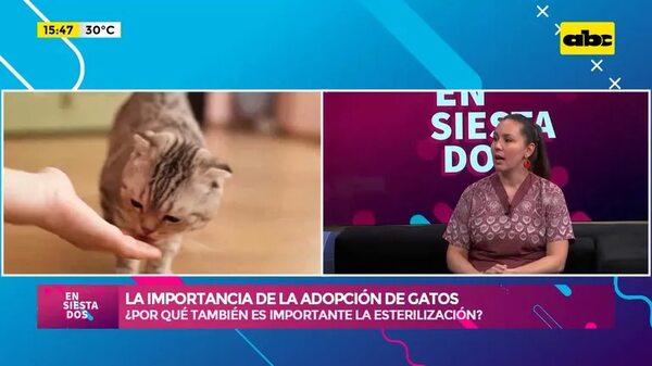 La importancia de la adopción de gatos - Ensiestados - ABC Color