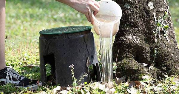 La Nación / Chikungunya: Senepa informó que nueve de cada 10 casas tienen criaderos activos de mosquitos