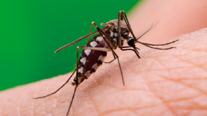 Emitirán alertas ante muertes atípicas por chikungunya - Noticias Paraguay