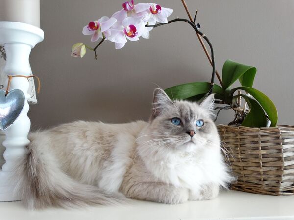 Tres curiosidades de los gatos que -tal vez- desconocías