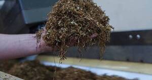 La Nación / Establecen aumento en el impuesto selectivo al consumo sobre el tabaco