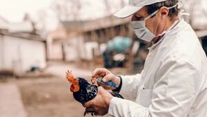 Estados Unidos prepara las primeras vacunas contra gripe aviar