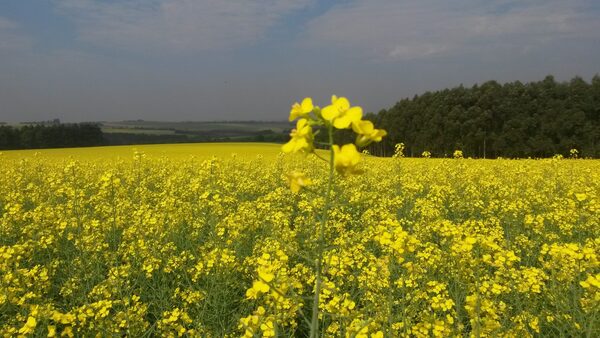 Canola paraguaya: demanda en crecimiento y gran capacidad de siembra en el país