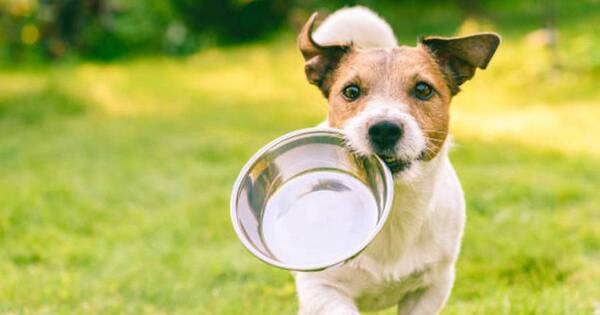 La Nación / ¿Cuántas veces al día debe comer mi perro?