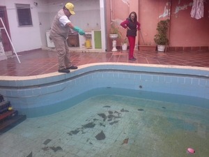 Más del 90 % de las casas visitadas por Senepa posee criaderos activos de mosquitos - ADN Digital