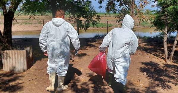 La Nación / Gripe aviar: Argentina confirma 14 casos y refuerza controles en frontera con Paraguay