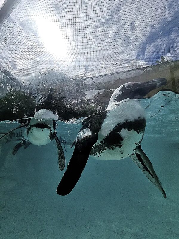 Experiencia animal - ABC Revista - ABC Color