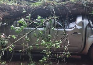 Nuevamente un árbol cae sobre una camioneta en IPS de CDE