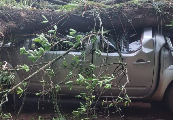 Nuevamente un árbol cae sobre una camioneta en IPS de CDE