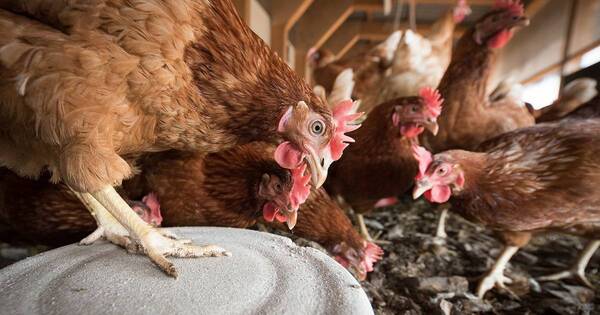 La Nación / Gripe aviar: Estados Unidos probará vacuna para aves de corral
