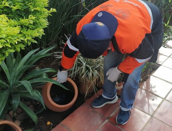 Detectan alarmante índice de criaderos del mosquito transmisor de chicunguña en Asunción - La Tribuna