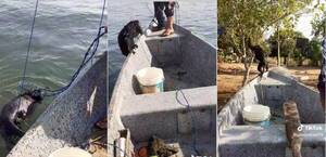 El rescate a un “karaja” del río que se hizo viral: más de 300 mil reproducciones