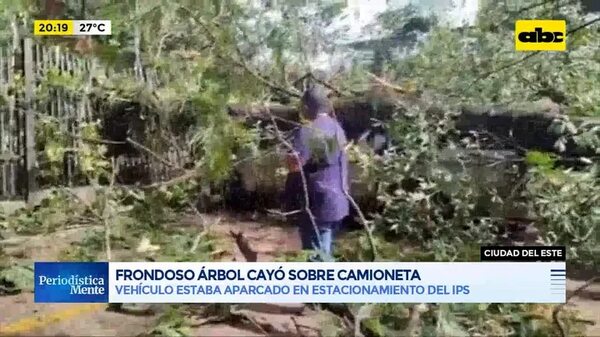 Frondoso árbol cayó sobre camioneta  - Periodísticamente - ABC Color
