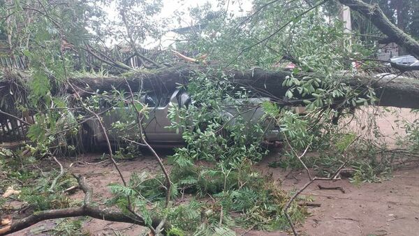 Diario HOY | Árbol en estacionamiento del IPS cayó sobre vehículo de un asegurado