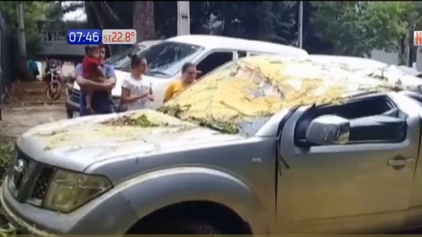 Llevó a su madre de emergencia a un hospital y un árbol cayó sobre su vehículo - Noticias Paraguay