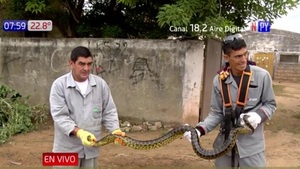 Realizaban una minga ambiental y encontraron una kuriju en Bañado Sur - Noticias Paraguay