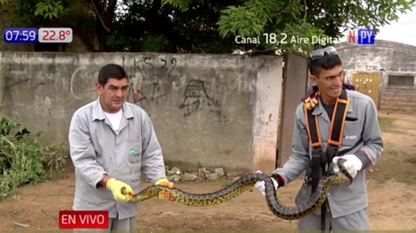 Realizaban una minga ambiental y encontraron una kuriju en Bañado Sur - Noticias Paraguay