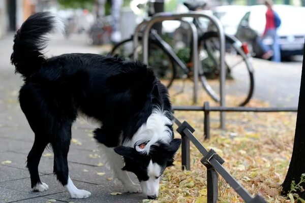 ¡Oh, no! Qué hacer cuando los perros se revuelcan en las heces - Mascotas - ABC Color