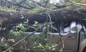 Denuncian que directivos de IPS sabían que árbol estaba por caer