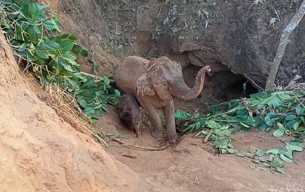 Salvan a elefanta y su cría tras caer en un hoyo de 5 metros en Tailandia – Prensa 5