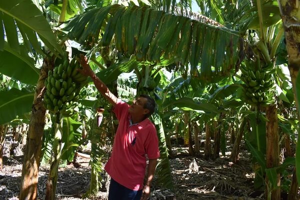 Bananeros piden a la gobernación priorizar sus productos para la merienda escolar - Nacionales - ABC Color