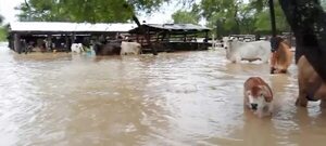 Viviendas inundadas y cortes de caminos tras copiosas lluvias en Alto Paraguay - Noticias del Chaco - ABC Color