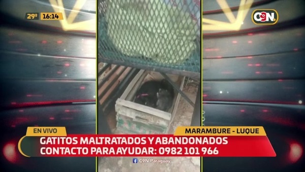 Gatitos maltratados y abandonados - C9N
