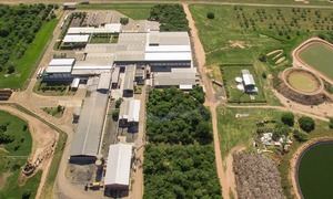 Literal: Chortitzer resurgió de sus cenizas | Empresas | 5Días