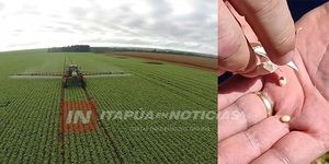 PRODUCTORES DEL DEPARTAMENTO DE ITAPÚA ESTÁN PREOCUPADOS POR LA COSECHA TARDÍA - Itapúa Noticias
