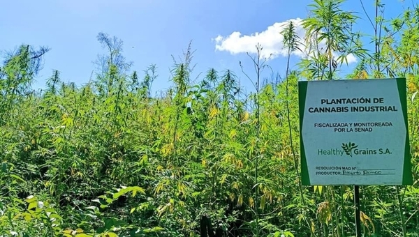 Hempire introducirá producción de marcas norteamericanas en Paraguay a base de cáñamo