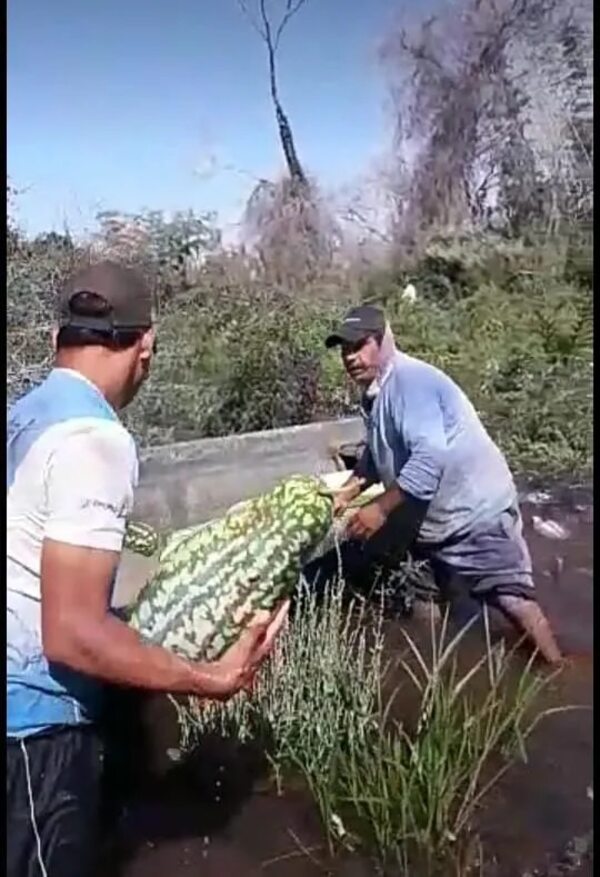 Inundaciones causan pérdidas de plantaciones de sandía, mandioca y batata en zona de Ayolas - Nacionales - ABC Color