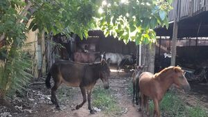 Caballos acabaron en el corralón por andar sueltos