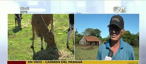 Carmen del Paraná: Misteriosa mortandad de vacas - SNT