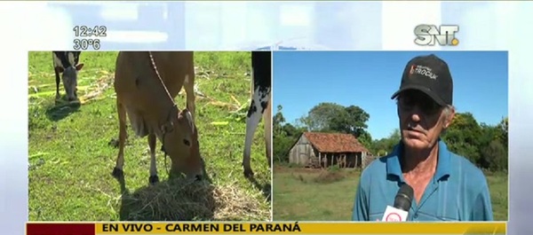 Carmen del Paraná: Misteriosa mortandad de vacas - SNT