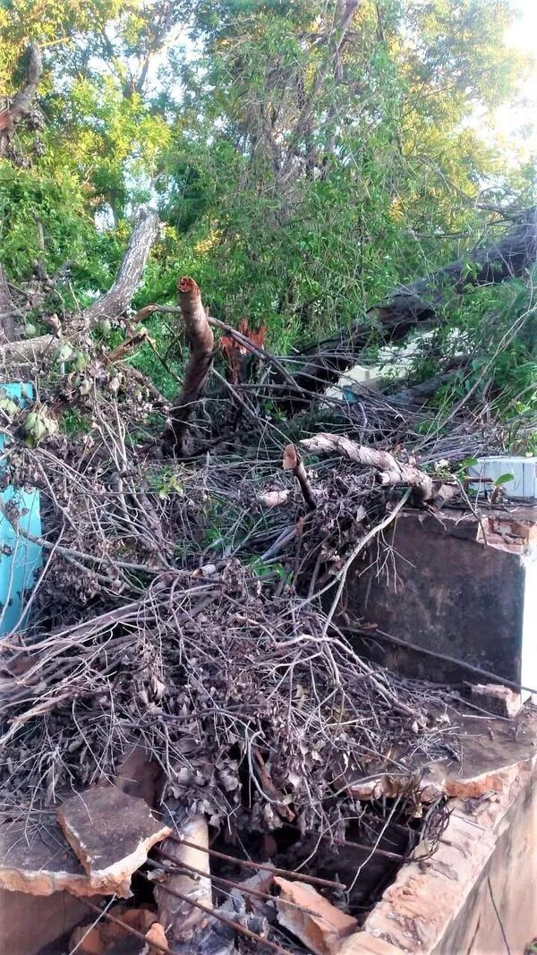 Añoso árbol cae y destruye varios panteones en el cementerio de Carapeguá - Nacionales - ABC Color