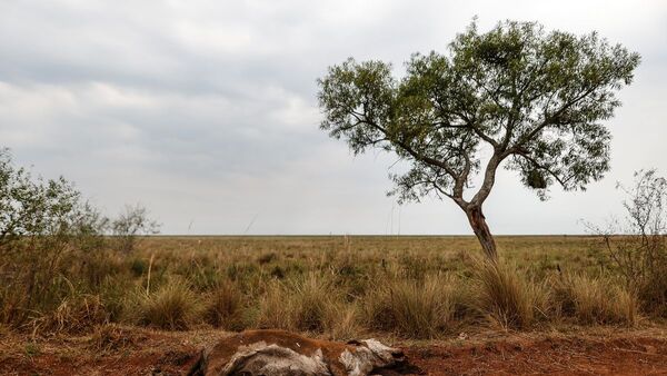 Reporte dice que más del 59% del territorio de Argentina sufre sequía