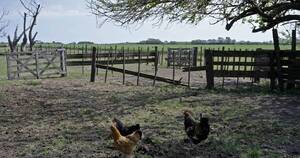 La Nación / Gripe aviar: Senacsa pide verificar hidratación de aves a para evitar contagios